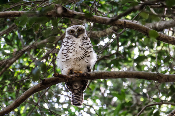 The powerful owl is the largest owl in Australia.