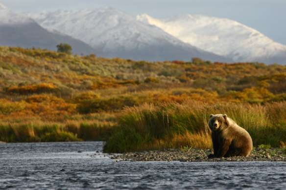 There’s a bear in there … somewhere.