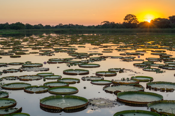 The Pantanal's fauna and flora are one of Brazil's biggest tourism attractions.