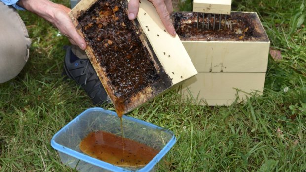 Native honey from native bees from North Stradbroke Island which could kickstart a boutique food industry as the island weans itself from sand mining.