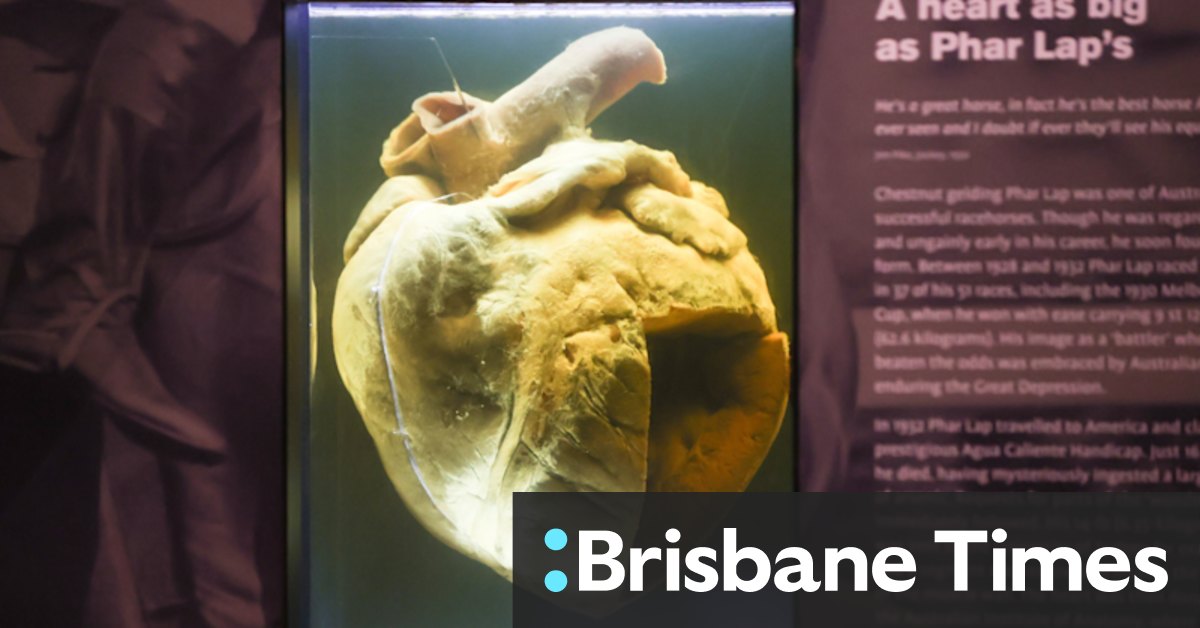 Museum undertook secret DNA testing to end Phar Lap fake heart theory - Vimarsana News