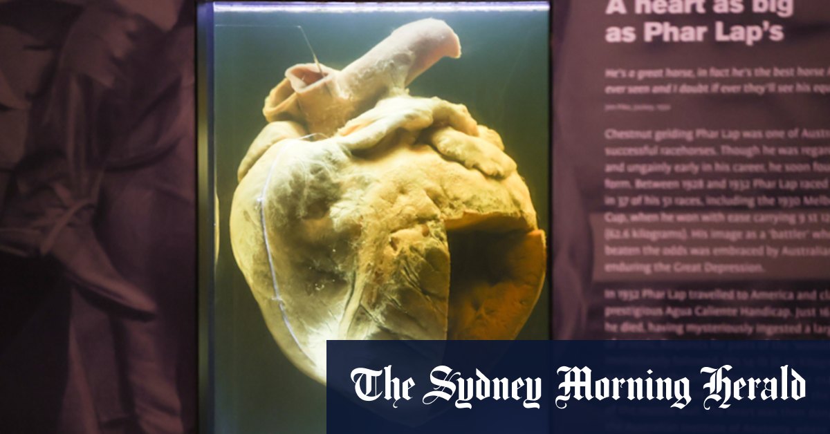 Museum undertook secret DNA testing to end Phar Lap fake heart theory - Vimarsana News