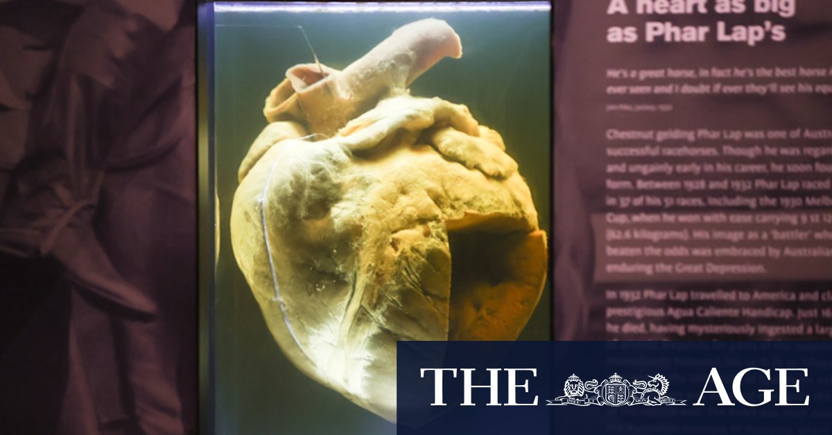 Museum undertook secret DNA testing to end Phar Lap fake heart theory - Vimarsana News