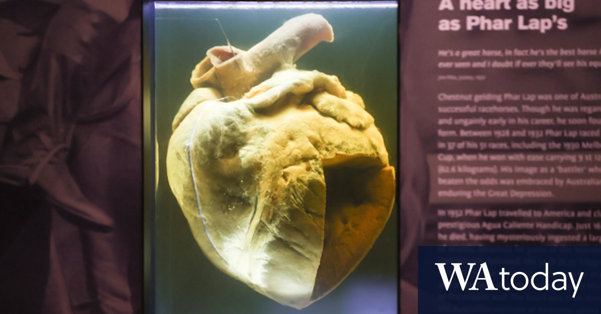 Museum undertook secret DNA testing to end Phar Lap fake heart theory - Vimarsana News
