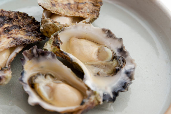 Oysters during happy hour at Bar Elvina. 