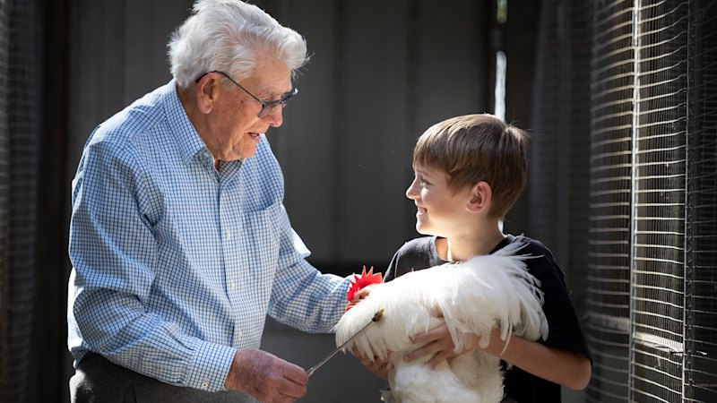 Poultry fanciers’ show dreams fail to hatch after bird flu scare
