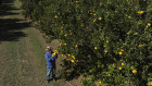FarmCap lends to farmers.