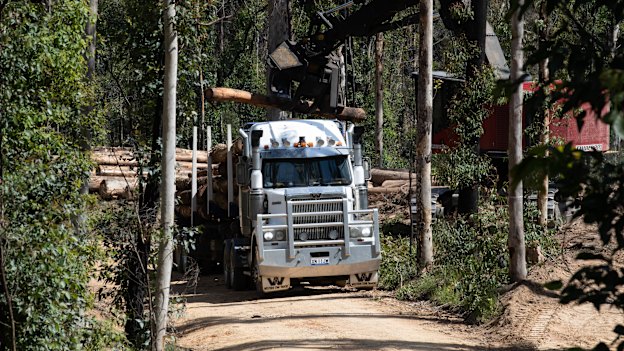 A logging truck is loaded up with timber in a region of the South Brooman State Forest.