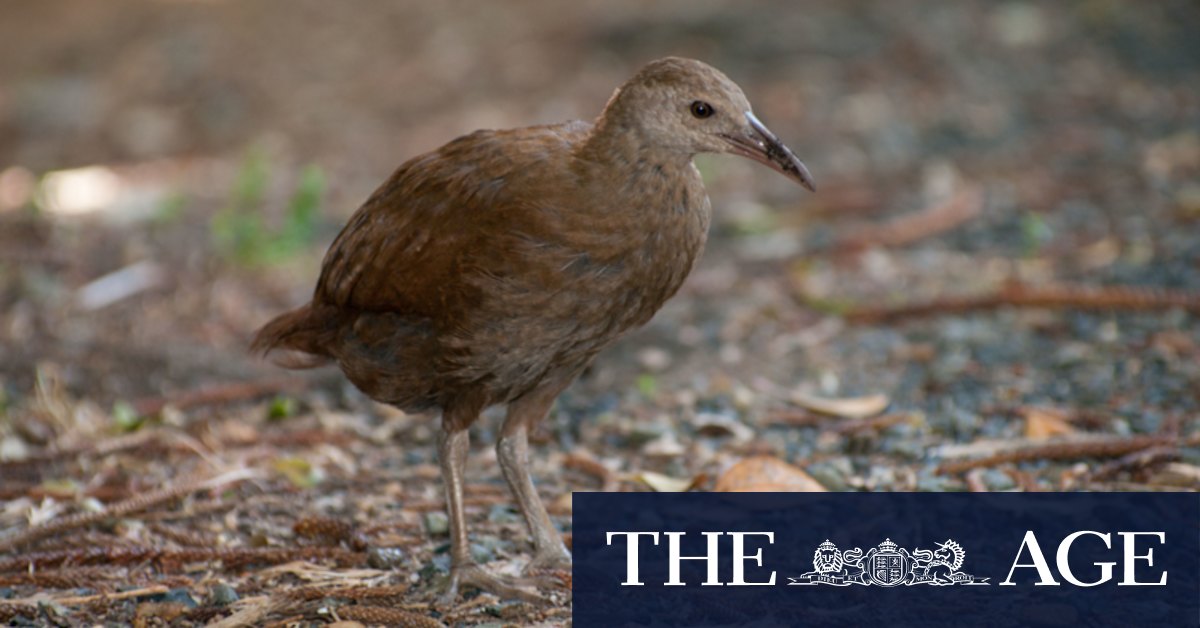 Endangered animals bounce back on rat-free Lord Howe Island - Vimarsana News