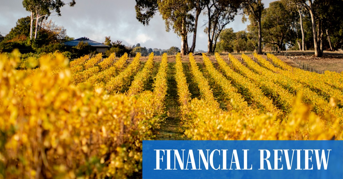 Gruner veltliner white wine varietal is getting more popular in Australia - Vimarsana News