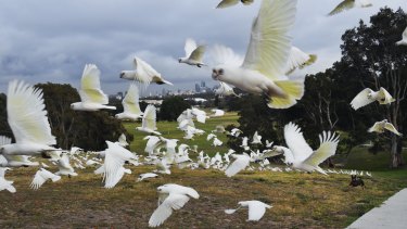 Little corellas, along with sulfer-crested cockatoos and rainbow lorikeets, are finding new habitats and following in the flight path of ibises.