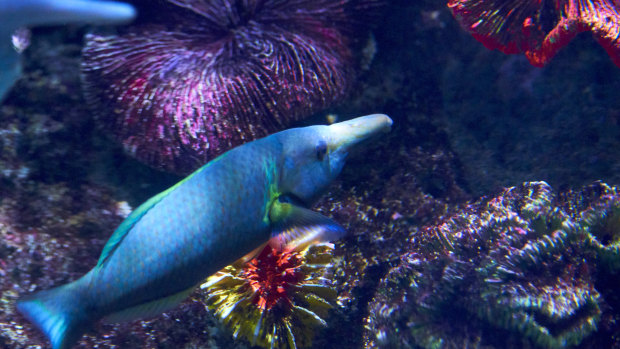 The Birdfish Wrasse is now male, with a stunning blue coat.