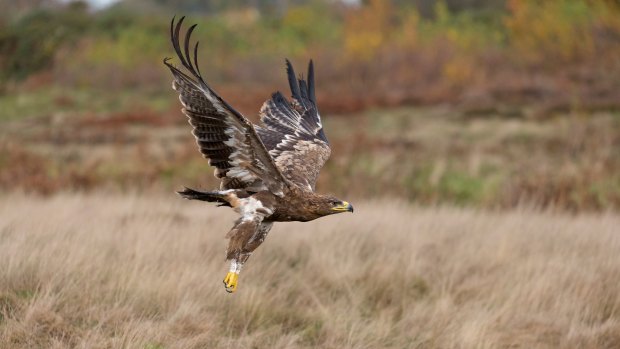 A steppe eagle flying over grassland.