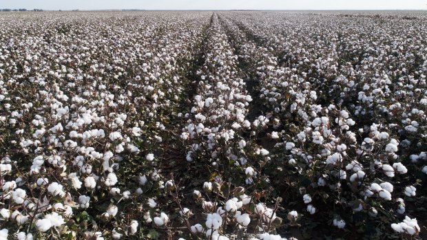 A bumper cotton crop during times of drought is no miracle.