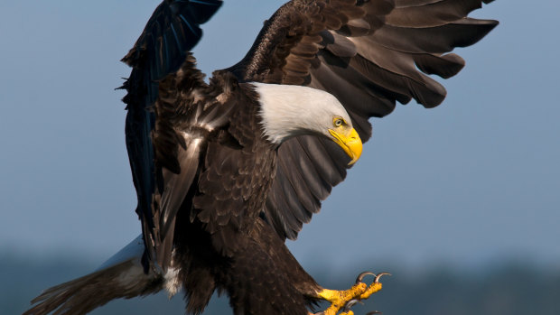 The political parties are acting like bald eagles locked in combat, falling towards earth.