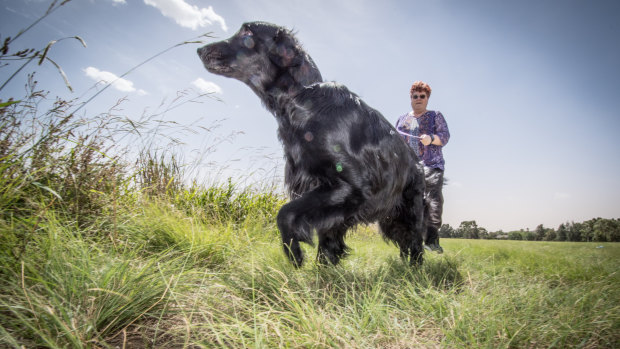 President of the ACT Gundog Society, Meaghan O’Shannassy and her flat-coated retriever Blaze. Gundog sports like lure coursing may be banned soon in the ACT. 