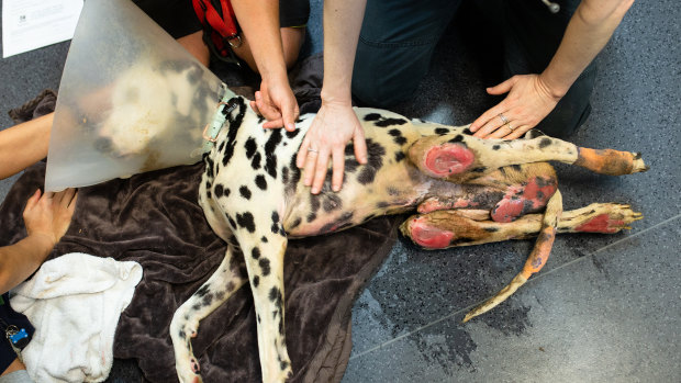The dalmation Barry had to be euthanised due to the severity of his injuries and quality of life.