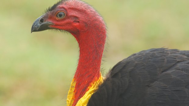 Brush turkeys are magnificent troublemakers and true aristocrats.