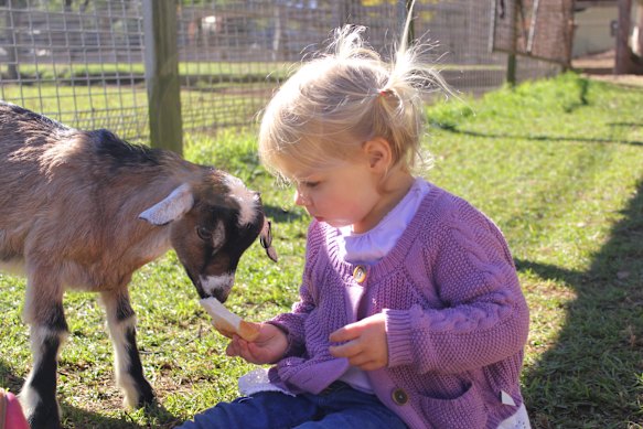 Farm animals.