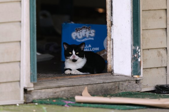 Un gatto si affaccia da una porta laterale della casa.
