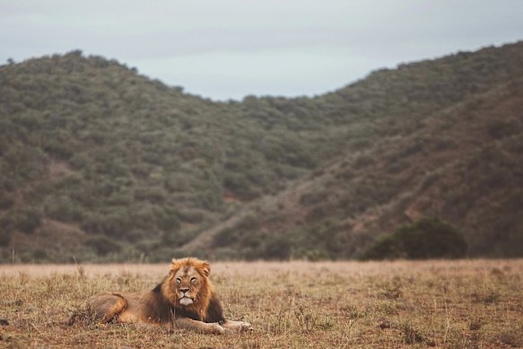 A male lion rests in Kruger National Park, South Africa.