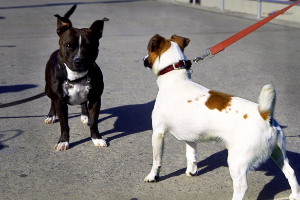 The study found that some of the most common issues are aggression and fear/anxiety.
