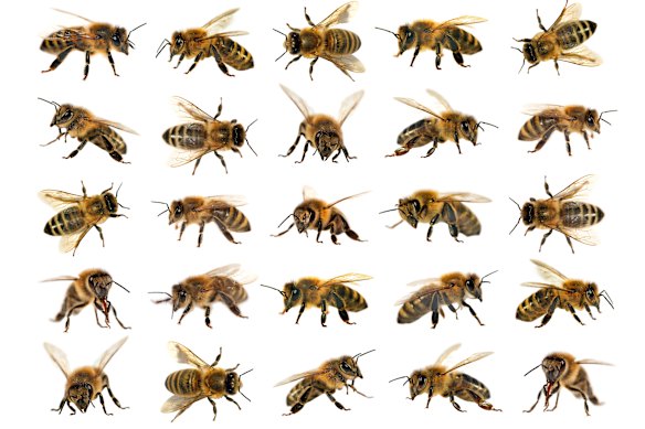 Counting this many honeybees may be a stretch, but new research shows bees can distinguish between numbers.