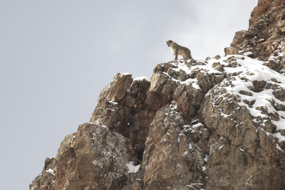 The Velvet Queen is a nature documentary about the search for a snow leopard.
