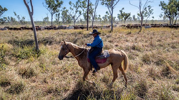 Patrick musters cattle at Seven Emu Station.