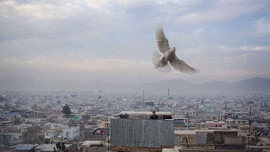 A pigeon circles its master who conducts his flock from the roof of his home in Qala-i Musa, Kabul. Kaftar bazi – the play of pigeons – is a national sport in Afghanistan and particularly popular in the capital in spring. Each flock is led in several orbits 
by an alluring female. She is entrusted with protecting her charges from the temptation of other flocks and piloting them safely home upon their master’s call. 29.1.2014.
