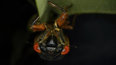 An adult cicada hangs upside down on a tulip tree leaf in Washington.