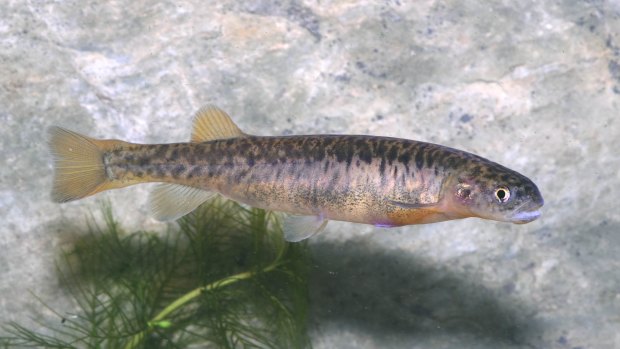 The stocky galaxias is a critically endangered freshwater fish in Kosciuszko National Park.