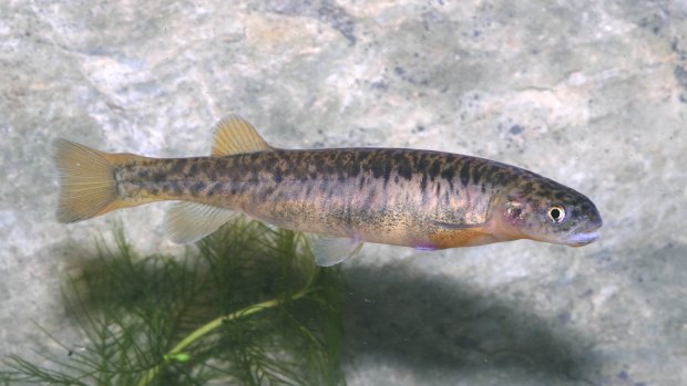 A stocky galaxias freshwater fish, which is part of a critically endangered population in Kosciuszko National Park.