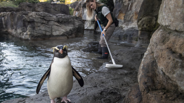 Marine mammal keeper Michelle Porter with Dusky following her while she cleans the Fiordland Crested Penguins enclosure at Taronga Zoo, Mosman.