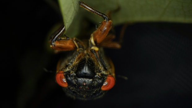An adult cicada hangs upside down on a tulip tree leaf in Washington.