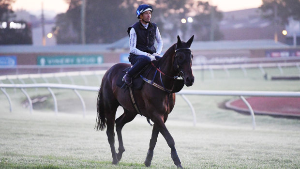 On show: Hugh Bowman returns on Winx after he morning workout in front of the world's press at Rosehill on Thursday.