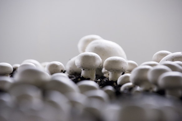 Citi analysts say a meaningful recovery in mushroom prices in 2020 is unlikely.