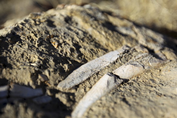 Fossilised bones in rock in the Riversleigh region.
