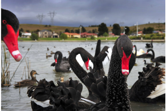 Swans in a pond at one of South Morang’s new estates, pictured in 2010.