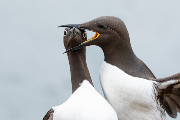 Winging it: Bird category winner Warren Price’s Headlock.