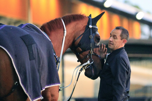 Chris Waller checks out one of his stable at daybreak.  The champion trainer would like to see trackwork start later.