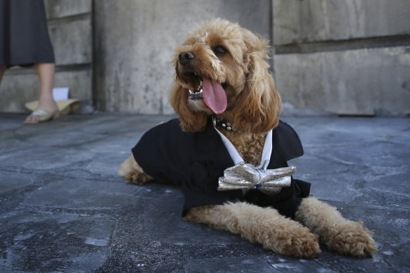 Oscar the cavoodle pictured in April 2018.