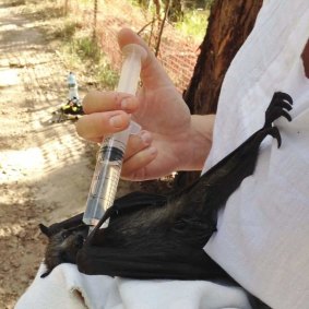 A Friends of Bats and Bushcare volunteer injects water into the mouth of a heat stressed grey headed flying fox.