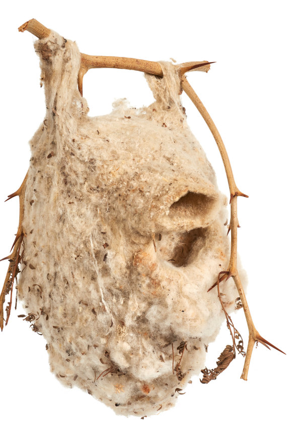 The nest of a Cape Penduline tit. 