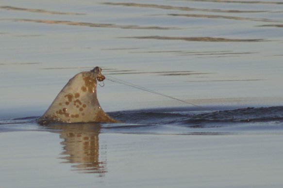 Public urged to watch for entangled dolphin and calf in Swan River