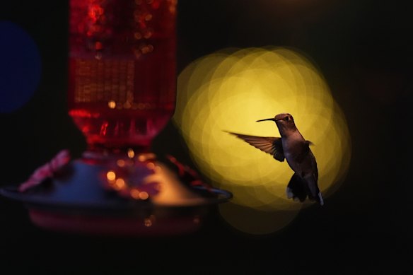 A hummingbird visits a feeder at dusk in San Antonio.