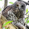 Common product banned around the world is killing our owls