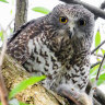 Powerful owls eat as many as 250 possums a year.