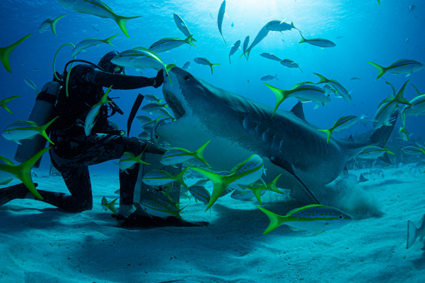 Diver Neal Watson took surfer Mick Fanning swimming with tiger sharks in the Bahamas for the documentary Save This Shark.