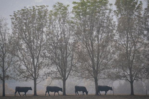 A farm on Lake Road near Lake Hume covers in smoke haze caused by bush fire.